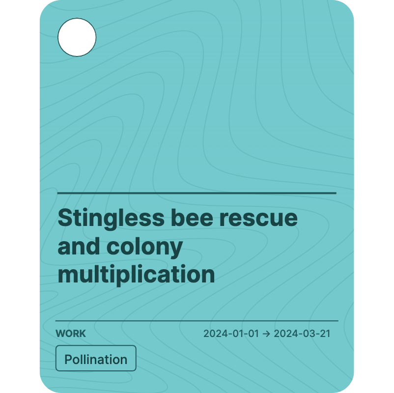 Stingless bee rescue and colony multiplication